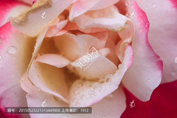 花瓣雨