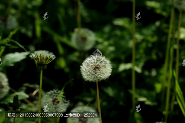 蒲公英