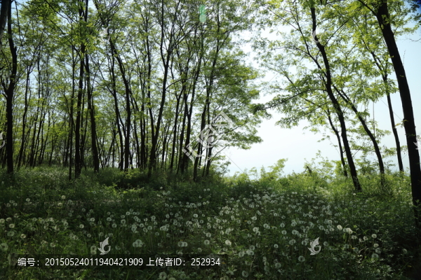花海