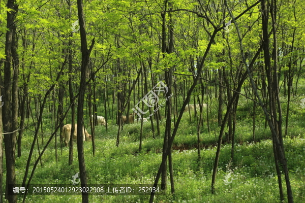 綠草地
