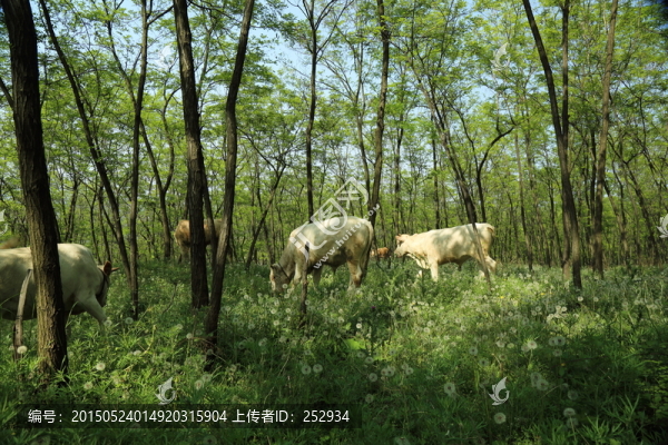 養(yǎng)牛