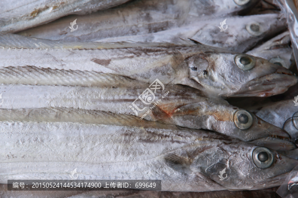 海刀魚(yú)