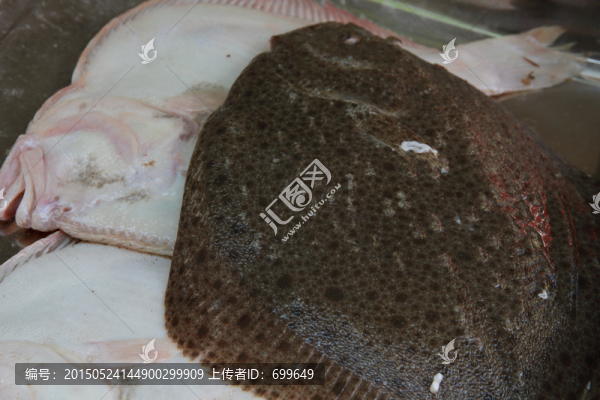 偏口魚