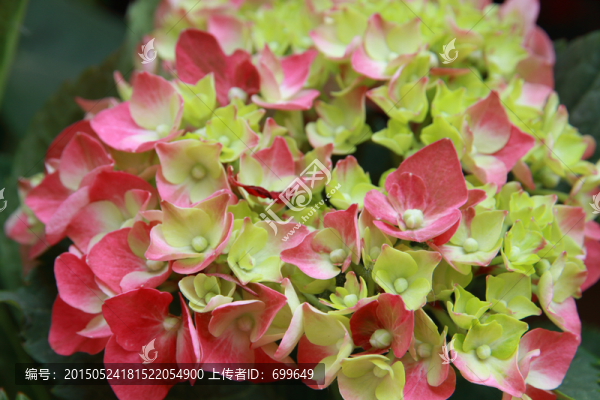 鮮花