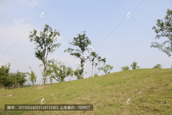 綠色,草地,樹木