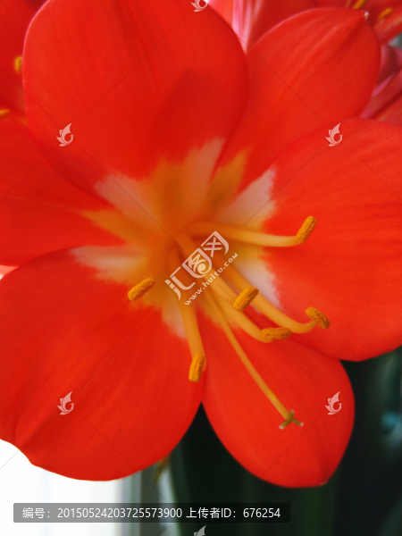 君子蘭花蕊特寫
