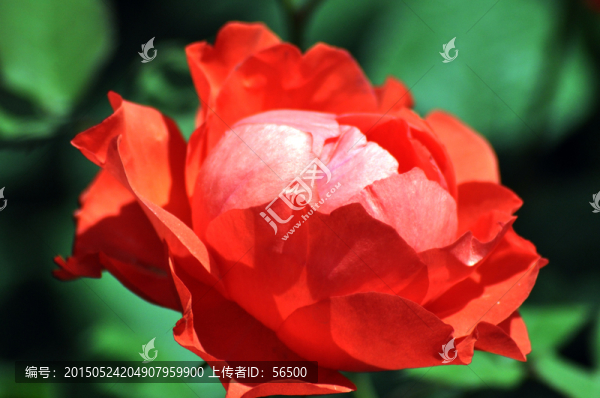 月季花