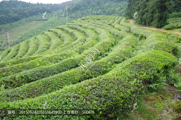 茶山