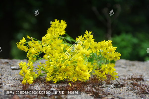 野菊花