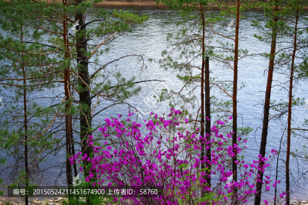 河流松林杜鵑花
