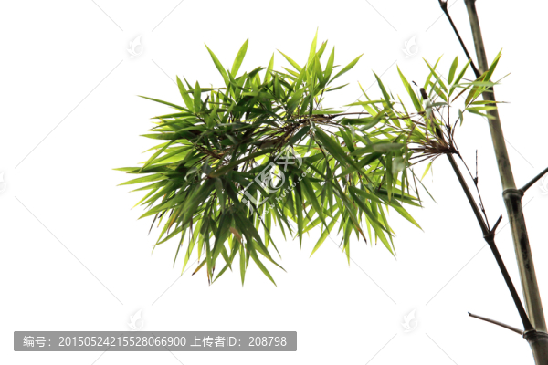 竹葉,竹枝