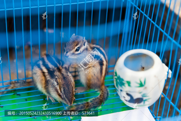 寵物小松鼠