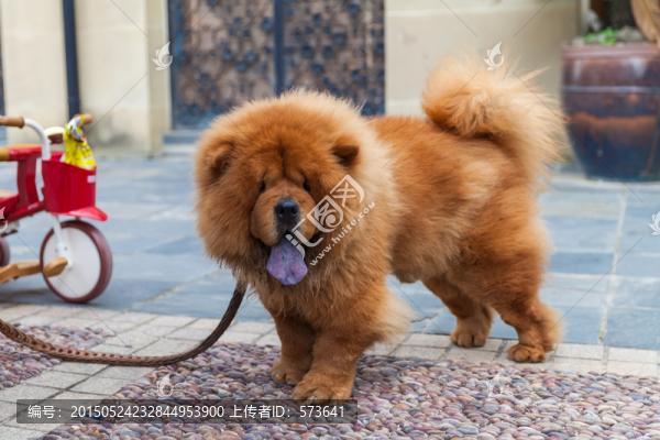 松獅犬