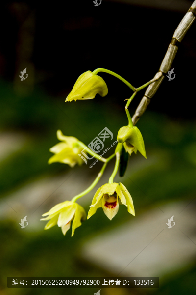 鐵皮石斛花