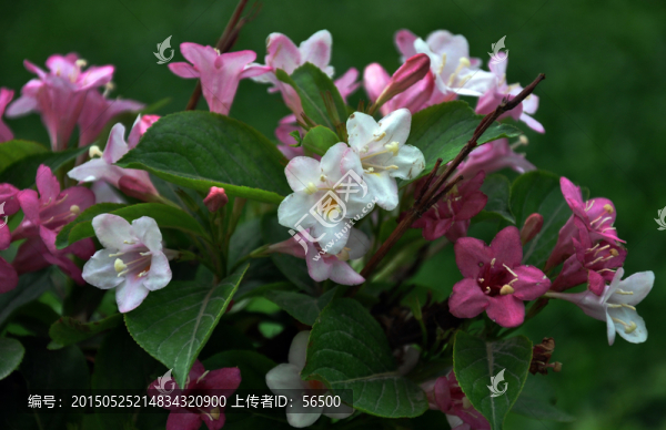 杜鵑花