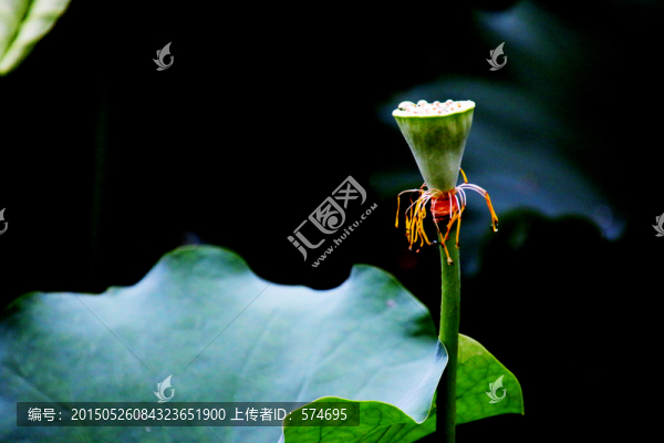 荷花