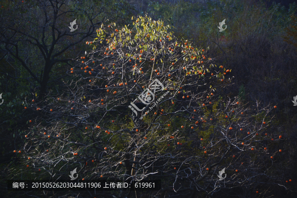 柿子樹(shù)