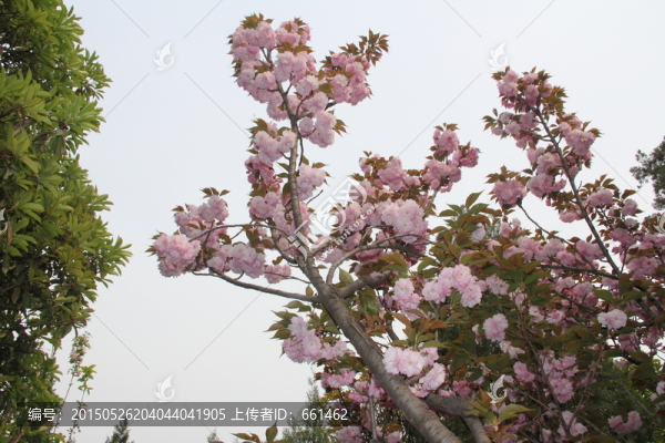 盛開(kāi)的桃花
