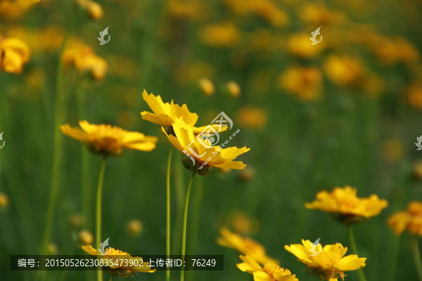 劍葉金雞菊