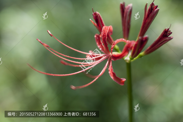 曼珠沙華