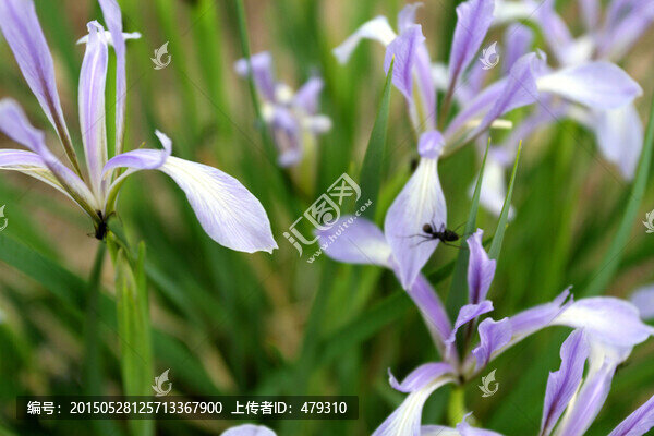 馬蘭花