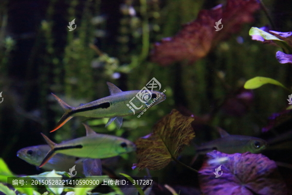 熱帶魚