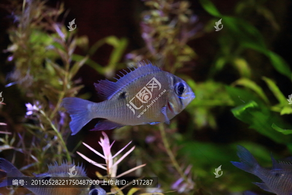 熱帶魚