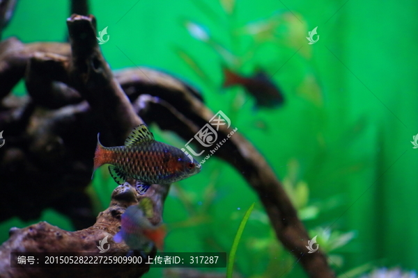 熱帶魚