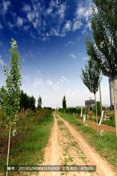 樹,土路