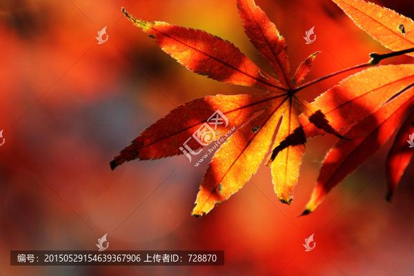 樹(shù)葉