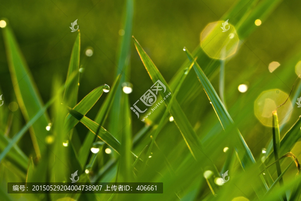 露珠