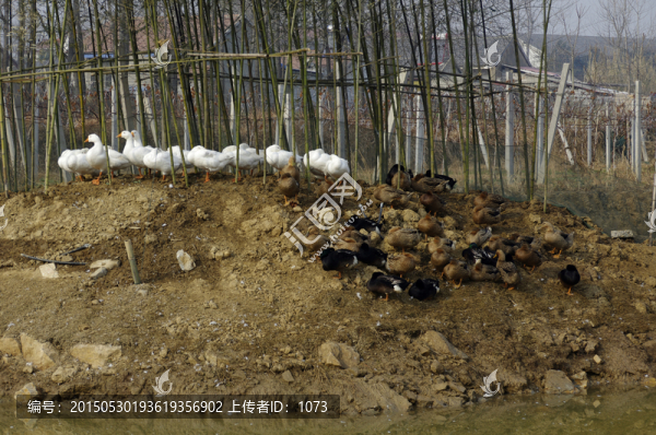 農(nóng)村生態(tài)觀光,家禽
