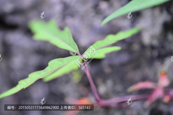 微距拍攝植物