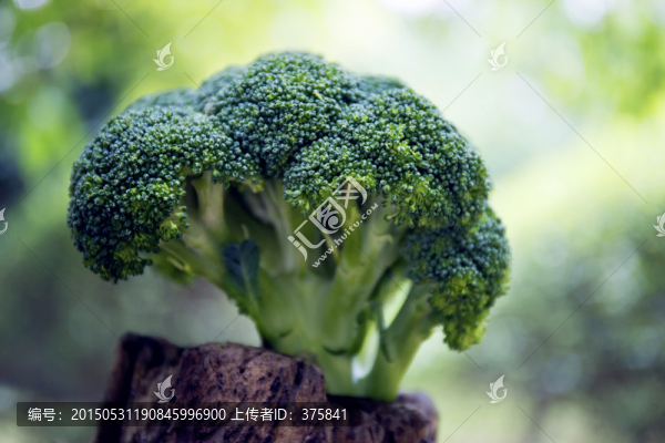 西蘭花