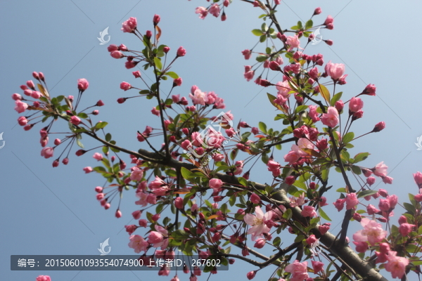 梅花