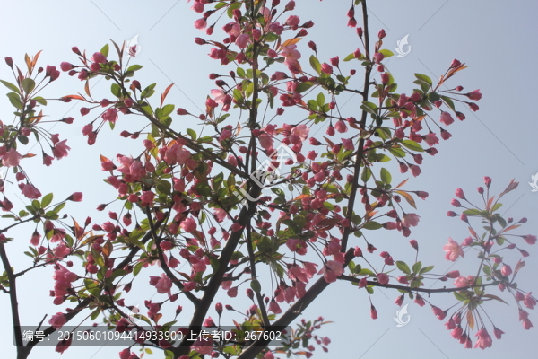 梅花