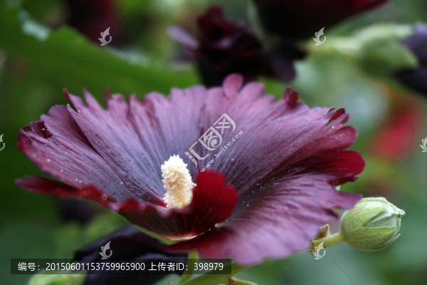 蜀葵花