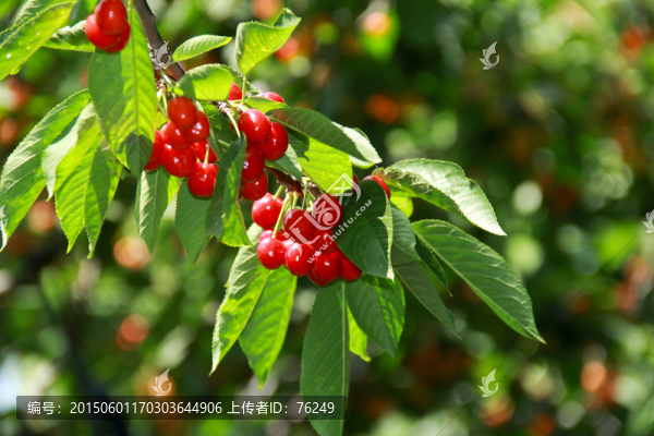 櫻桃紅了