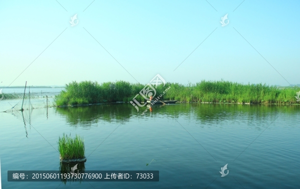 白洋淀,,蘆葦,蘆葦蕩