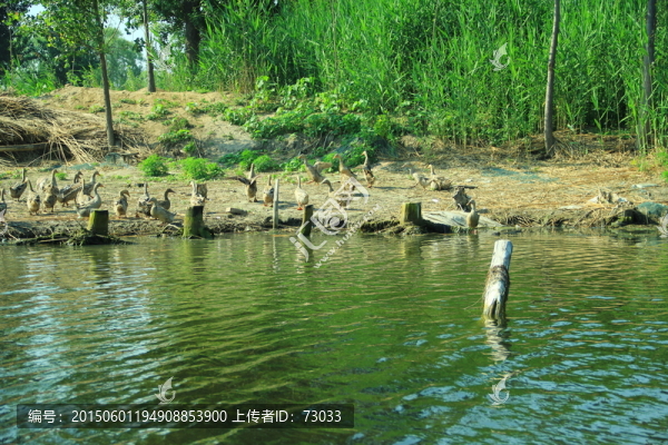 鴨子飼養(yǎng)