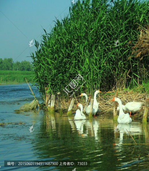 大鵝飼養(yǎng),大鵝養(yǎng)殖