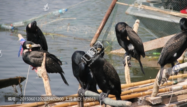 魚鷹,鸕鶿,捕魚,水鳥,漁船