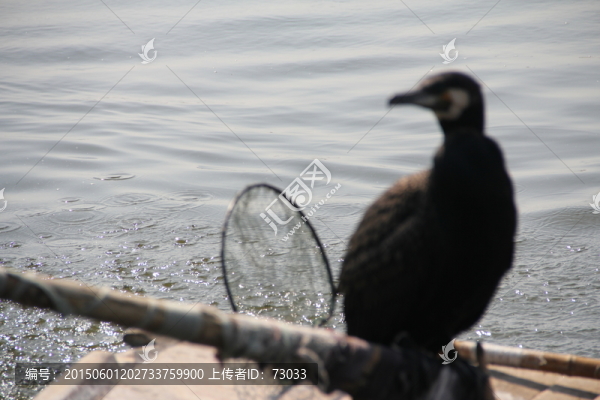 鸕鶿,魚鷹,捕魚,水鳥,水禽