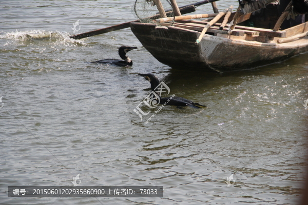 魚(yú)鷹,鸕鶿,捕魚(yú),水鳥(niǎo),漁船