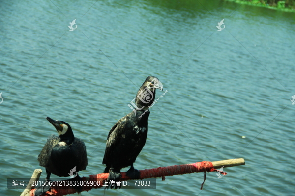 湖水,鸕鶿,捕魚,小船,魚鷹