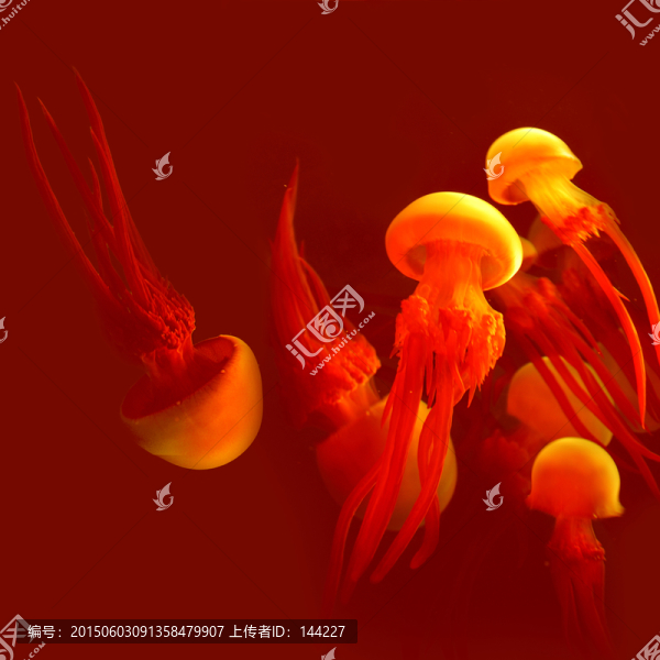 海蜇水母