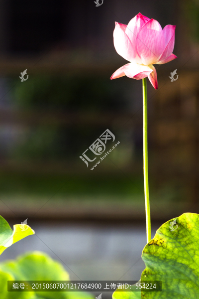 夏荷單枝,唯我獨(dú)好