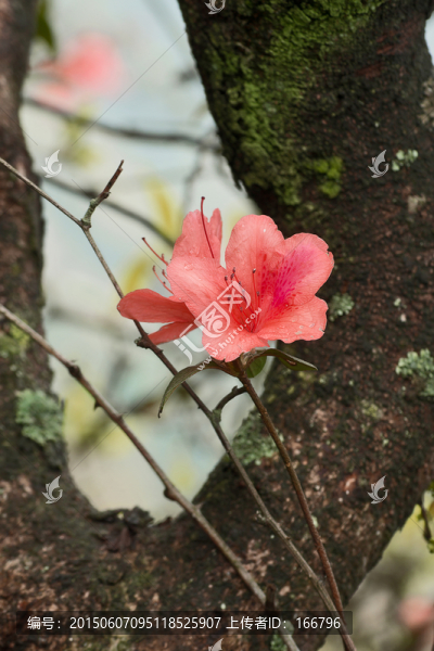 杜鵑花
