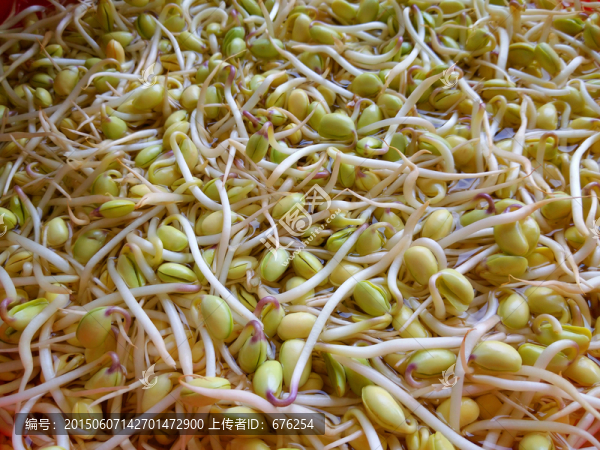 黃豆芽