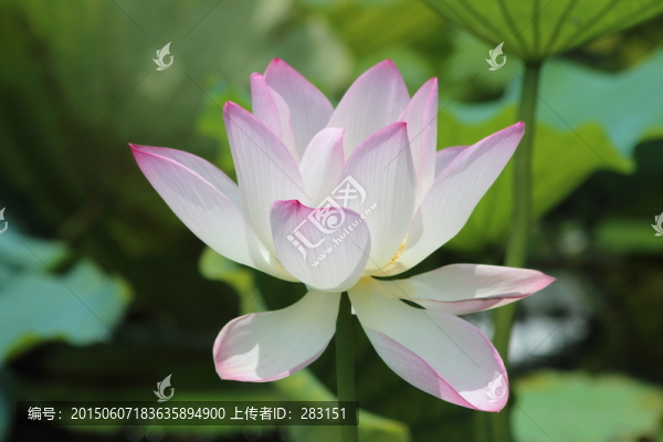 漂亮的荷花,高清